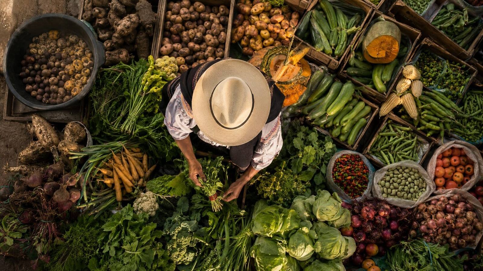 Ecuadorian market, indigenous vendor with paja-toquilla hat seen from behind